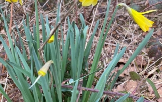 Daffodils - make you feel like Spring has sprung