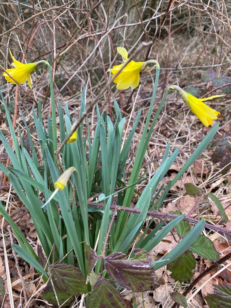 Daffodils